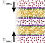 TMAO mediates effective attraction between lipid membranes by partitioning unevenly between bulk and lipid domain