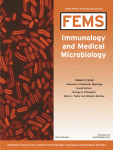 Gamma globulin, Evan's blue, aprotinin A PLA2 inhibitor, tetracycline and antioxidants protect epithelial cells against damage induced by synergism among streptococcal hemolysins, oxidants and proteinases