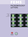 The reducing antioxidant capacity of Mycoplasma fermentans
