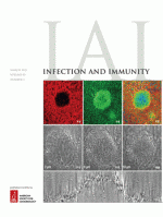 Effect of Body Fluids and Macromolecular Substances on the Lysis of Group A Streptococci by Muramidases of Streptomyces albus