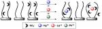 Sulfation Patterns of Saccharides and Heavy Metal Ion Binding Sulfation Patterns of Saccharides and Heavy Metal Ion Binding