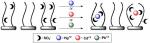 Sulfation Patterns of Saccharides and Heavy Metal Ion Binding