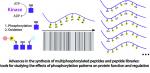Multiphosphorylated peptides: importance, synthetic strategies, and applications for studying biological mechanisms