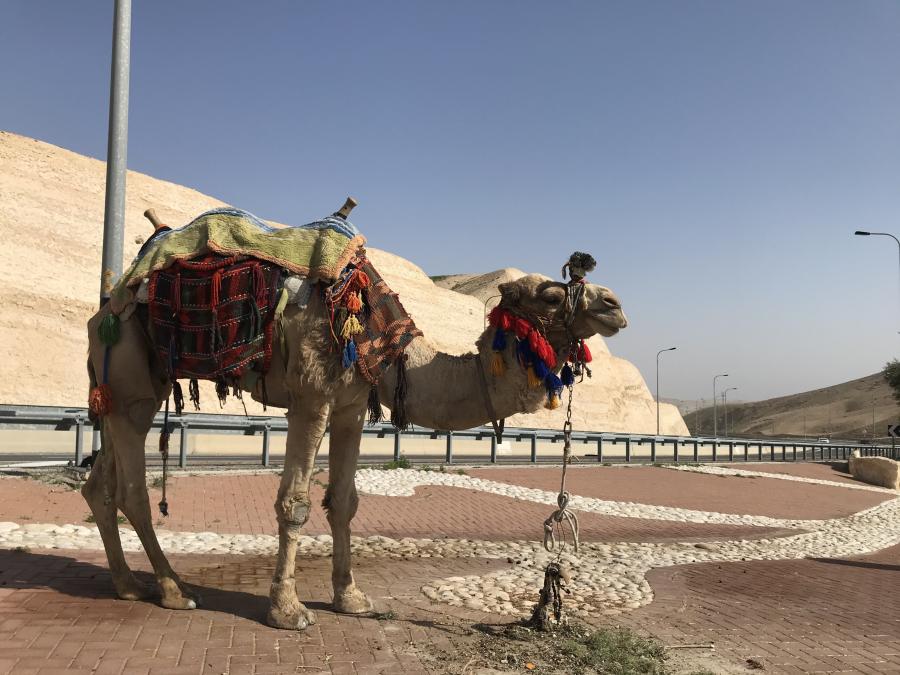 Sea level Camel