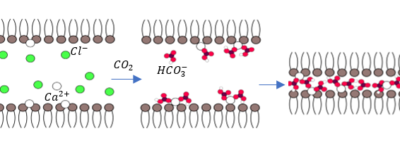 Bridges of Calcium Bicarbonate Tightly Couple Dipolar Lipid Membranes