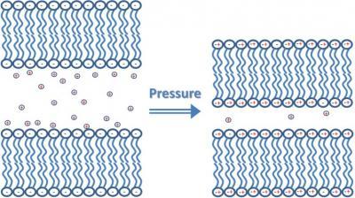 Confine lipids