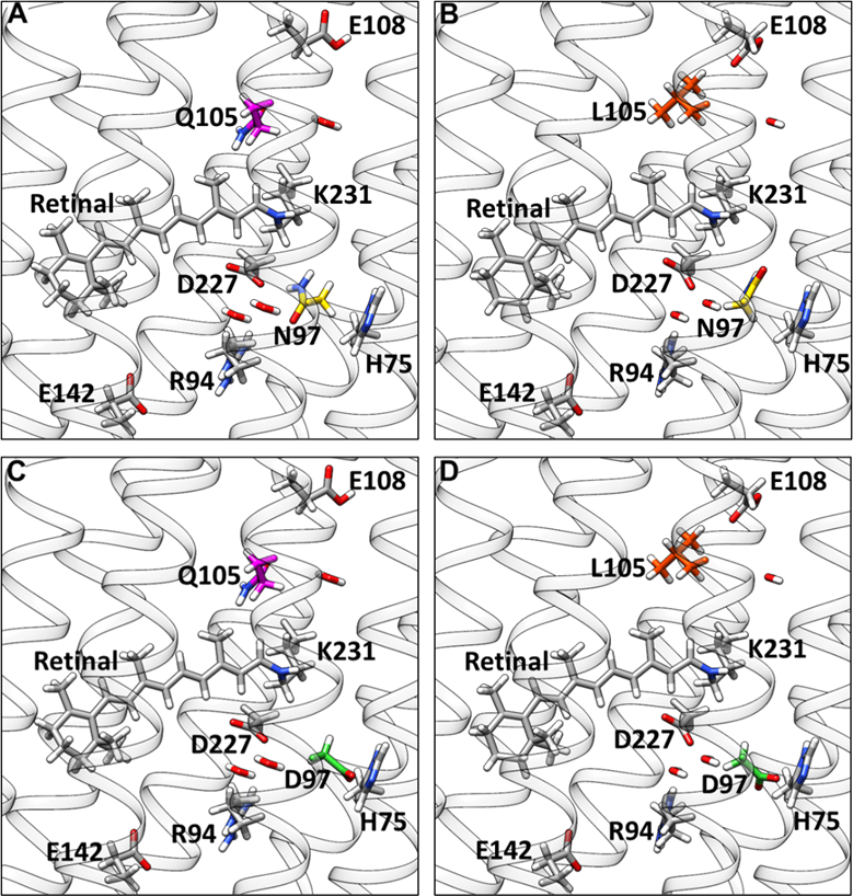 Structures of the blue-light absorbing Proteorhodopsin wild type and mutants.