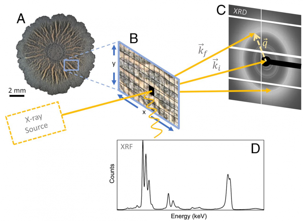 PNAS David Azulay