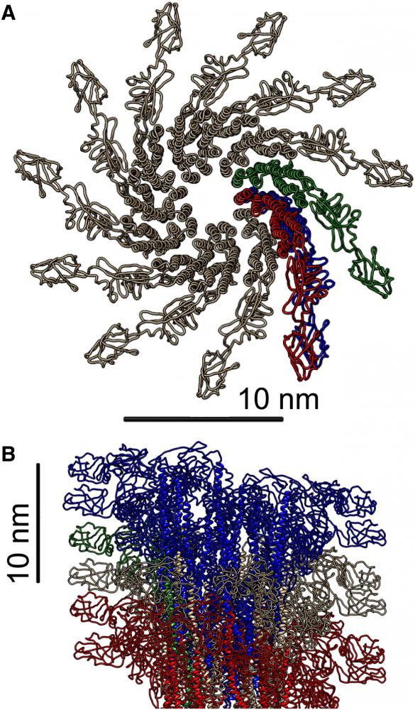 flagellar