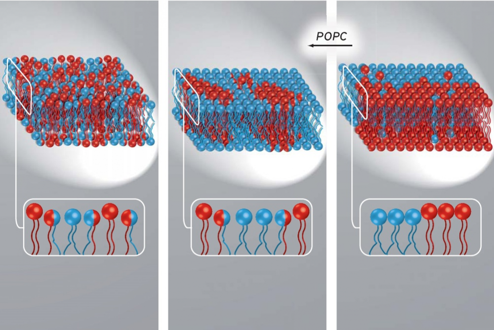 Hybrid lipid reduces the line-tension and regulates the size of  lipid raftlike domains