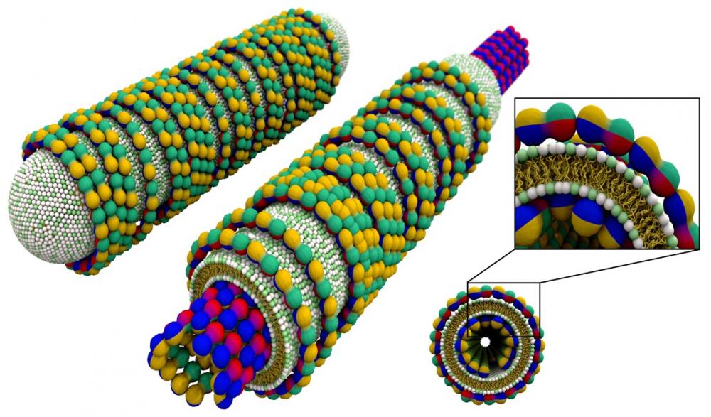 Lipid-Tubulin Nanotubes | Uri Raviv Research Group