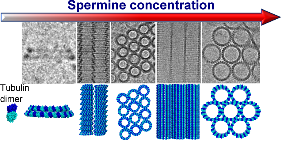 Spermine-Induced Tubulin Conical-Spiral Architectures