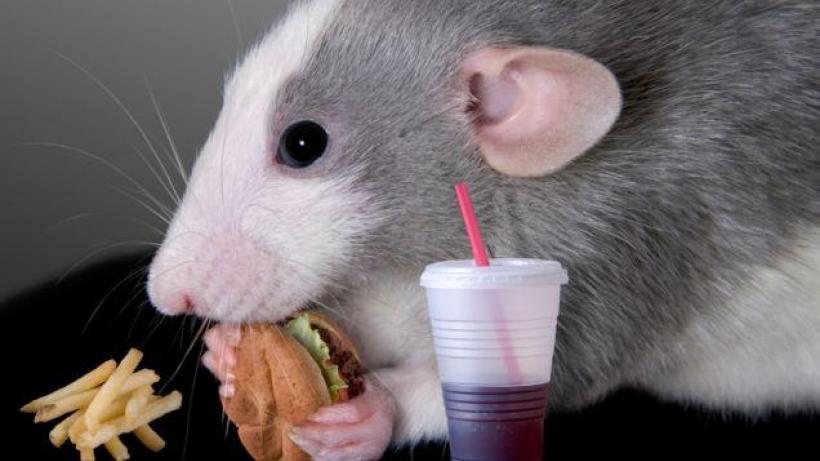 Synaptic mechanisms of obesity