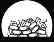 biofilm good