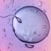 fertilization