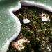 | Developing new strategies to control Botrytis cinerea and other fungal pathogens in Cannabis