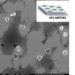 SP1-NP hybrids for biological  applications