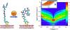 Electron Transport through Self-Assembled Monolayers of Tripeptides.”